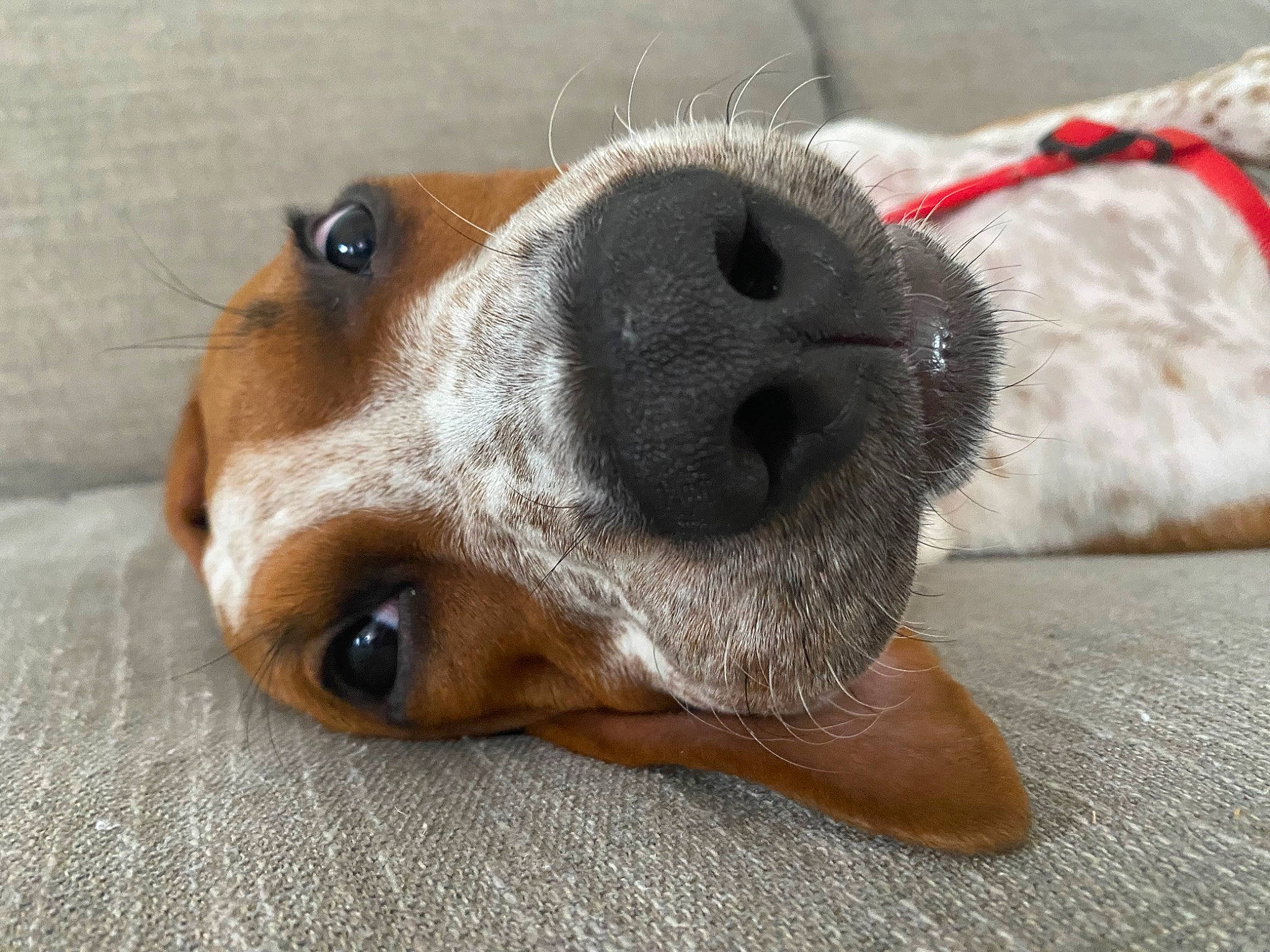 Mylo is registered to the contest to win money with this photo: canidae, carnivore, close_up, companion_dog, dog, dog_breed, ear, eye, fawn, flooring, fur, liver, paw, pet_supply, snout, sporting_group, terrestrial_animal, whiskers, wood, working_animal