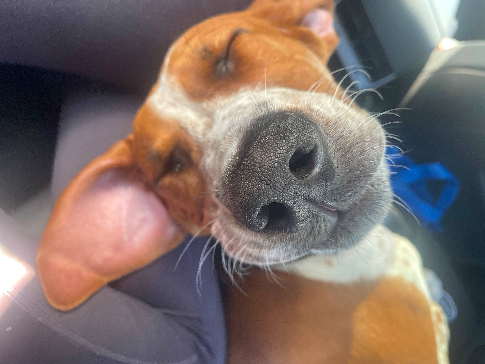 Mylo is registered to the contest to win money with this photo: canidae, carnivore, comfort, companion_dog, dog, dog_breed, ear, fawn, fur, non_sporting_group, paw, puppy, selfie, snout, sporting_group, whiskers, working_animal
