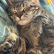 Millie joined the competition — help win amazing prizes! cat, tabby, sleeping, cozy, fur, whiskers, paw, blanket, indoor, pet, relaxed, closeup, cute, animal, feline, resting, soft, warm, nap, comfortable