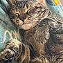cat, tabby, sleeping, cozy, fur, whiskers, paw, blanket, indoor, pet, relaxed, closeup, cute, animal, feline, resting, soft, warm, nap, comfortable