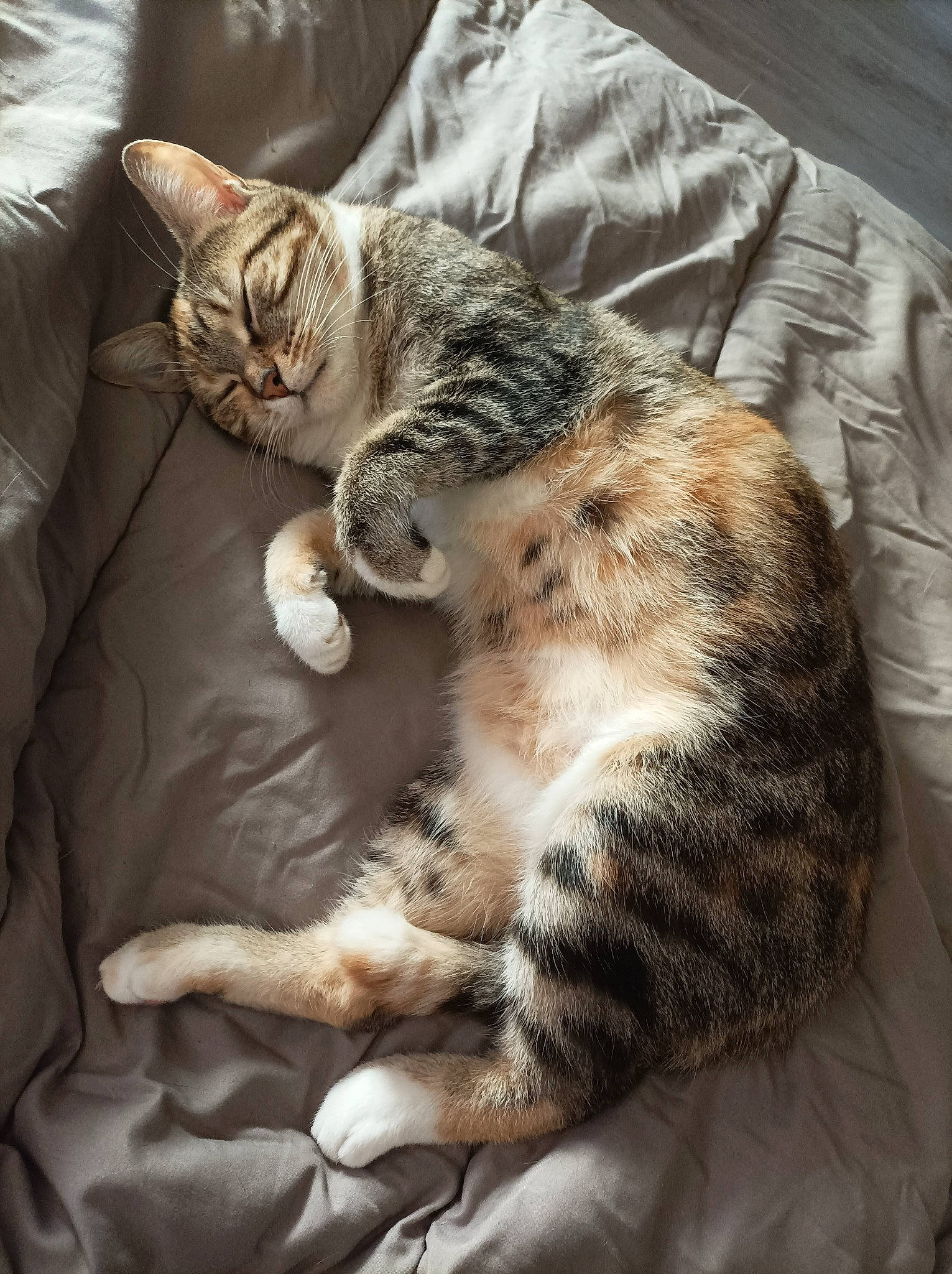 Noisette participe au concours pour gagner de l'argent avec cette photo : bed, carnivore, cat, claw, comfort, domestic_short_haired_cat, fawn, felidae, fur, mammal, nap, paw, small_to_medium_sized_cats, snout, tail, terrestrial_animal, vertebrate, whiskers