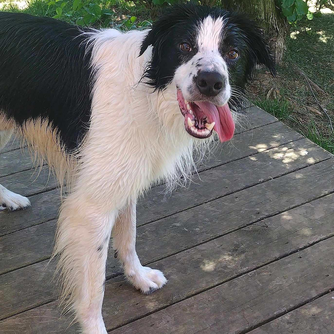 Finley joined the competition — help win amazing prizes! animal, black_and_white, canine, dog, four_legs, fur, grass, happy, leafy, nature, outdoor, pet, playful, summer, sunlight, tongue, tongue_out, tree, wet, wooden_deck