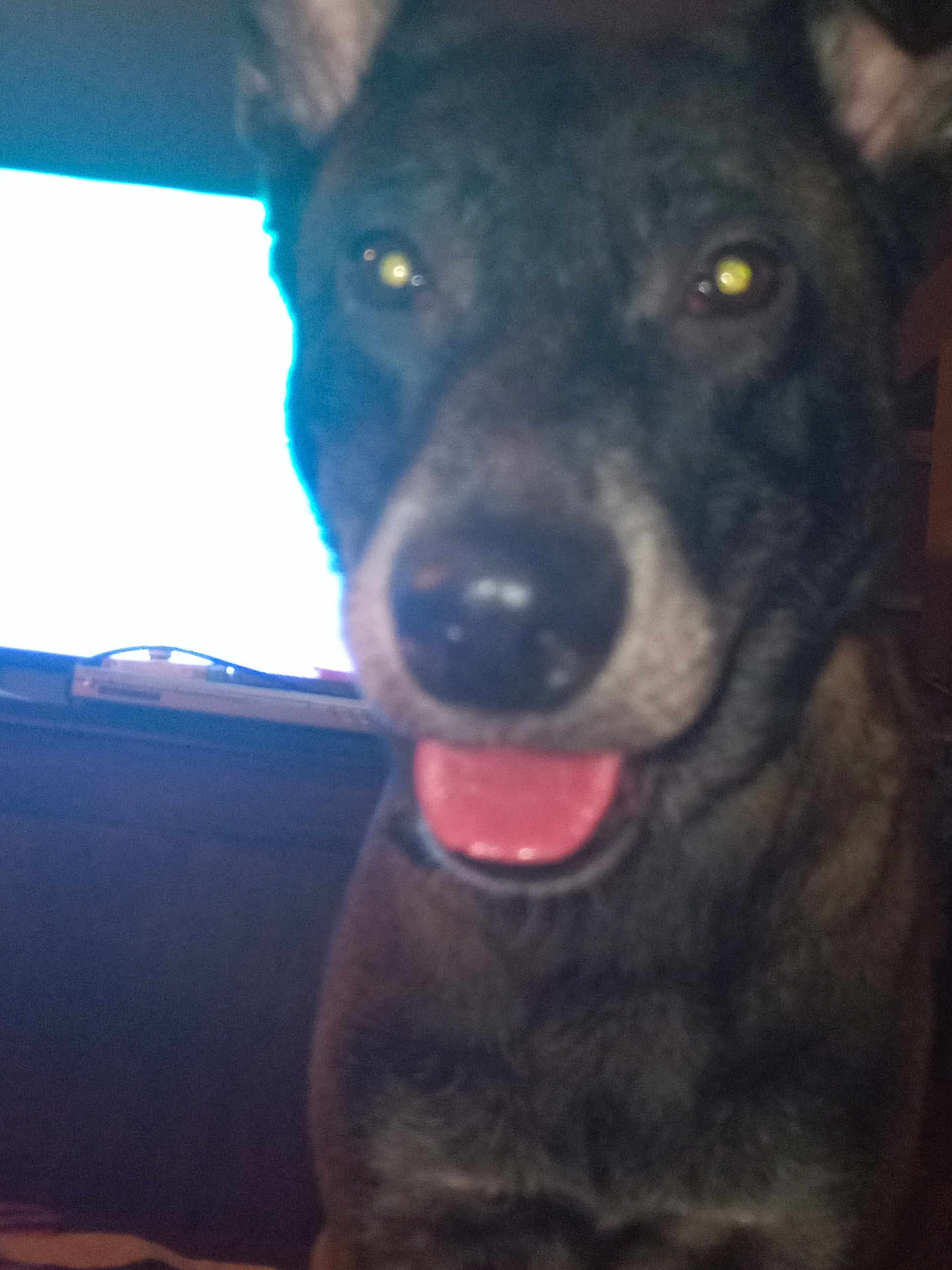 Rocky a rejoint le concours — aidez-le/la à gagner de superbes lots ! animal, bodypart, canine, computerhardware, coyote, dog, electronics, germanshepherd, hound, husky, labradorretriever, mouth, person, pet, policedog, puppy, silhouette, snout, teeth, tongue