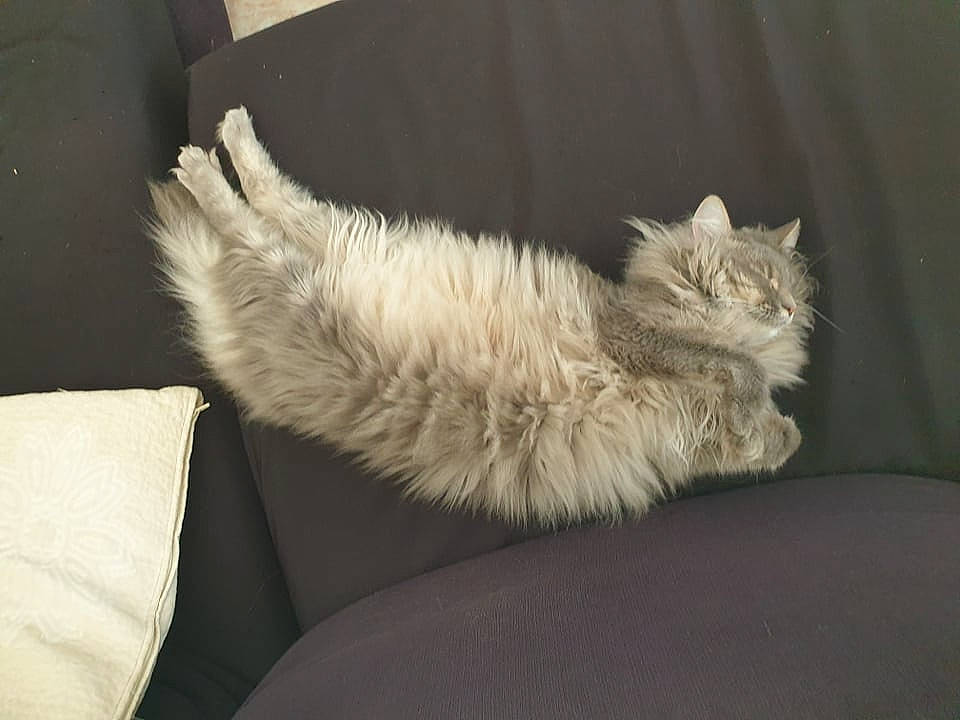 Sms a rejoint le concours — aidez-le/la à gagner de superbes lots ! bed, carnivore, cat, chair, claw, comfort, couch, domestic_short_haired_cat, fawn, felidae, foot, fur, nap, paw, sleep, small_to_medium_sized_cats, snout, tail, terrestrial_animal, whiskers