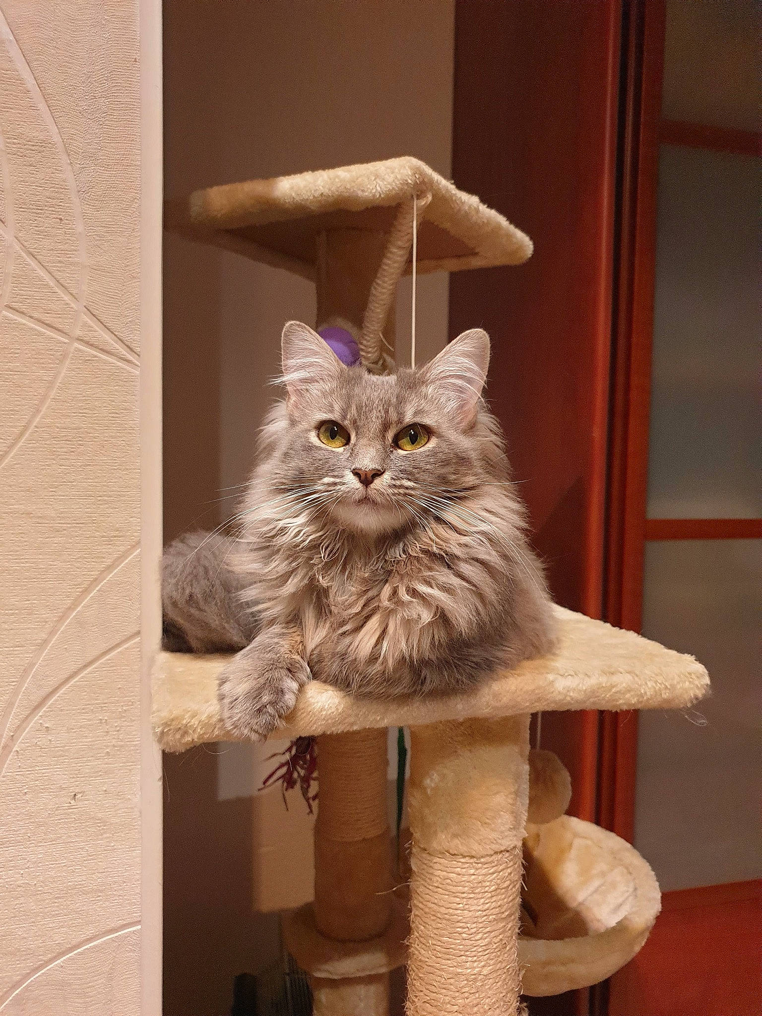 Sms participe au concours pour gagner de l'argent avec cette photo : art, bag, british_longhair, carnivore, cat, cat_supply, chair, comfort, drawer, fawn, felidae, fur, hardwood, maine_coon, room, small_to_medium_sized_cats, tail, whiskers, window, wood