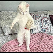 Dammitjolene is registered to the contest to win money with this photo: cat, white_cat, standing, bed, blanket, pink_blanket, pillow, patterned_pillow, plush_toy, indoor, pet, animal, cute, feline, fur, looking_down, four_legs, cozy, home, resting_place