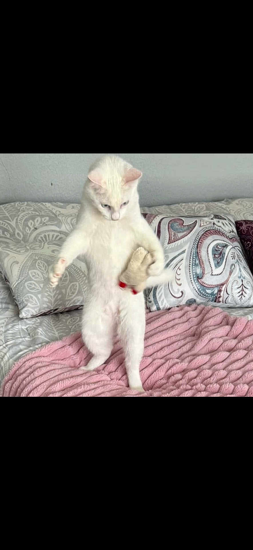Dammitjolene is registered to the contest to win money with this photo: cat, white_cat, standing, bed, blanket, pink_blanket, pillow, patterned_pillow, plush_toy, indoor, pet, animal, cute, feline, fur, looking_down, four_legs, cozy, home, resting_place