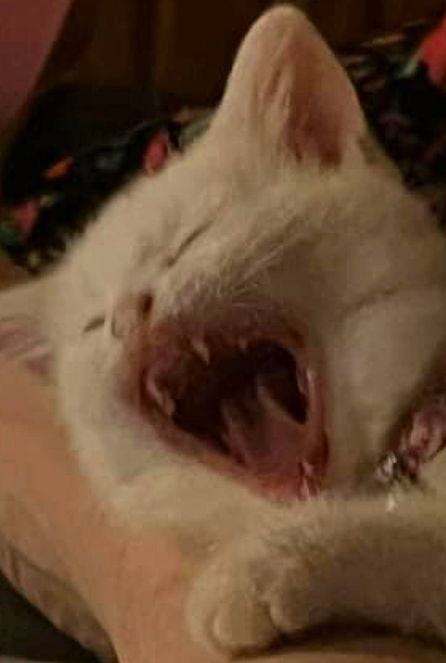 Jolene joined the competition — help win amazing prizes! canidae, carnivore, cat, claw, cloud, domestic_short_haired_cat, ear, eye, fang, felidae, fur, nap, paw, sleep, small_to_medium_sized_cats, snout, whiskers, yawn