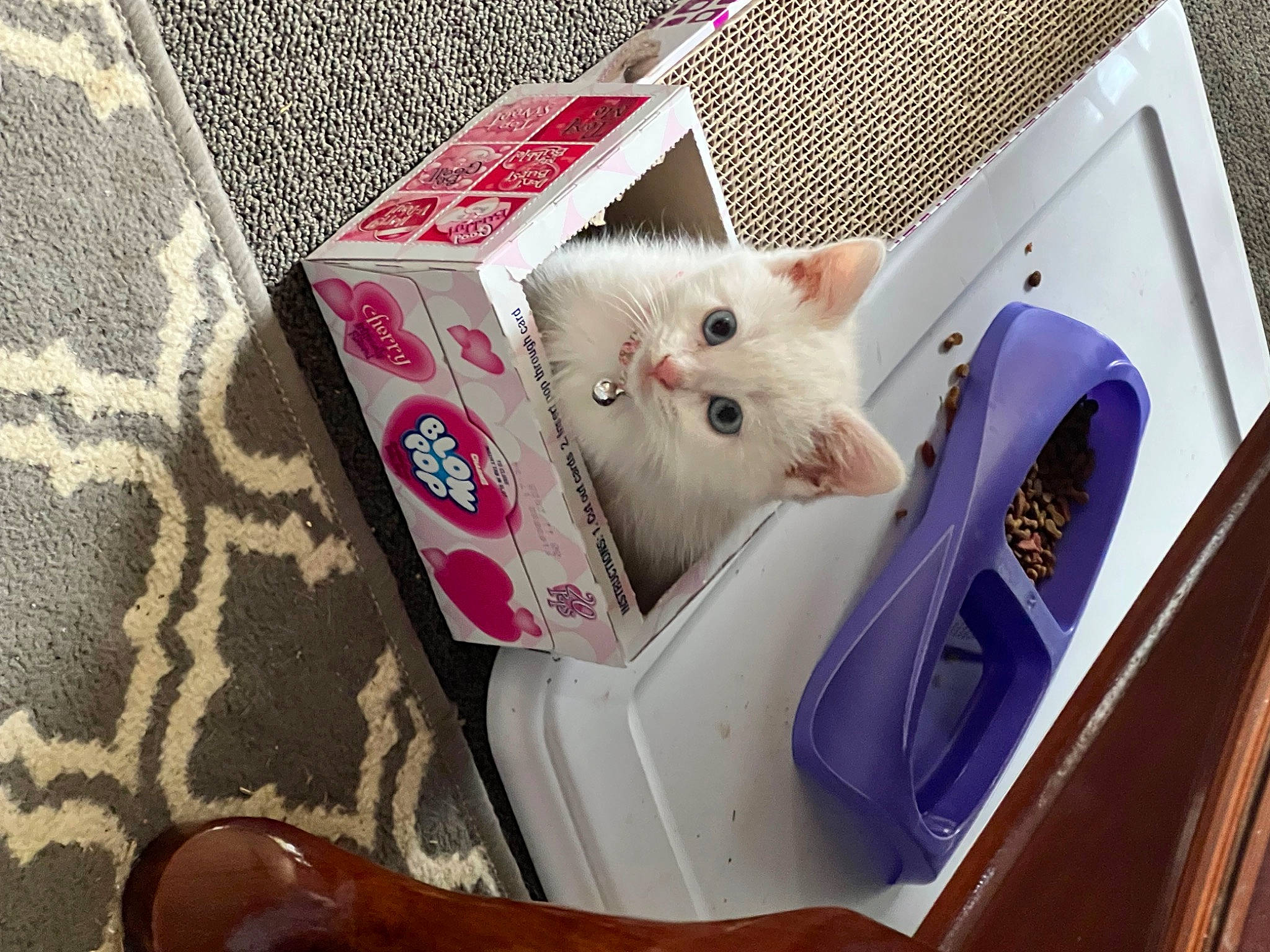 Jolene is registered to the contest to win money with this photo: box, carnivore, cat, cat_supply, domestic_short_haired_cat, fawn, felidae, fur, linens, magenta, pattern, paw, pet_supply, pink, room, small_to_medium_sized_cats, tail, whiskers