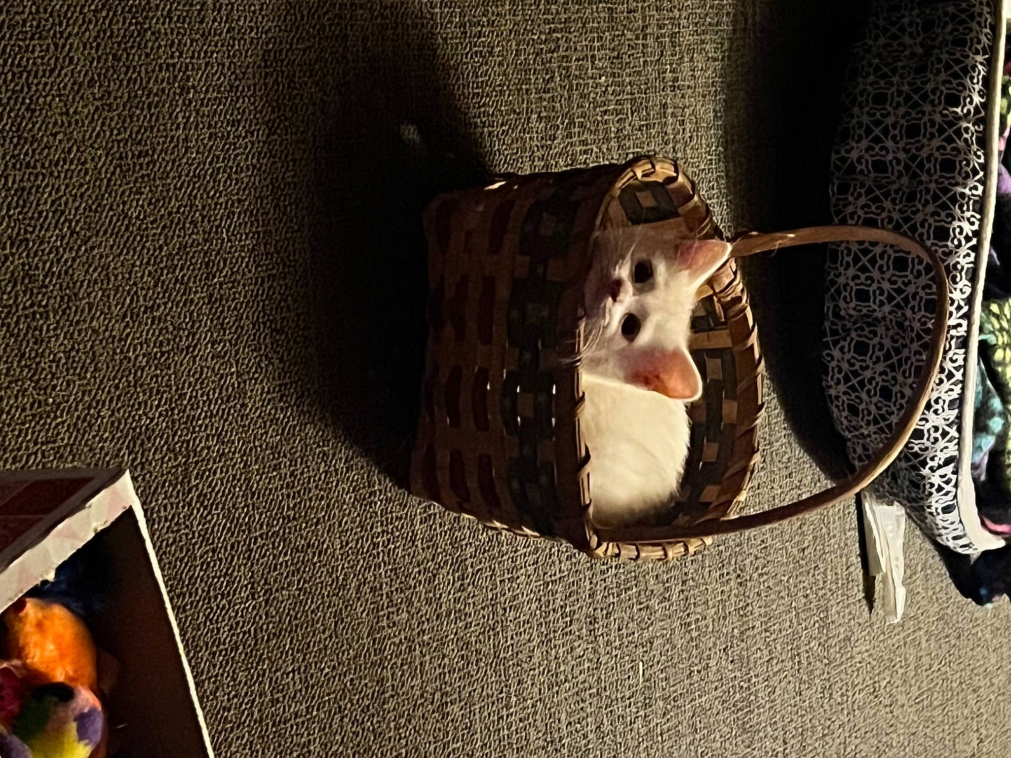 Jolene is registered to the contest to win money with this photo: circle, darkness, eyewear, fashion_accessory, flooring, metal, pet_supply, room, shadow, still_life, still_life_photography, twig, visual_arts, whiskers, wire, wood