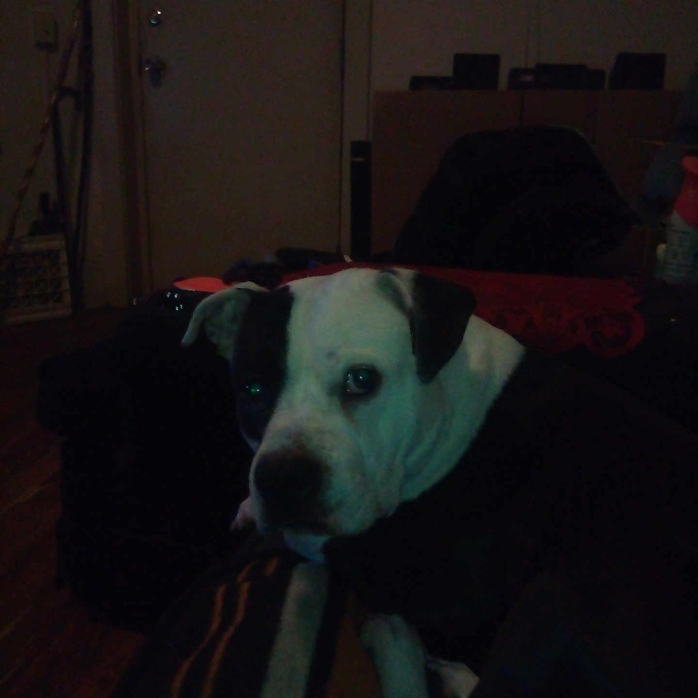Lil Skid Row Row is registered to the contest to win money with this photo: animal, architecture, bostonbull, boxer, building, bulldog, canine, couch, dog, frenchbulldog, furniture, hardwood, indoors, interiordesign, livingroom, pet, pitbull, puppy, room, wood