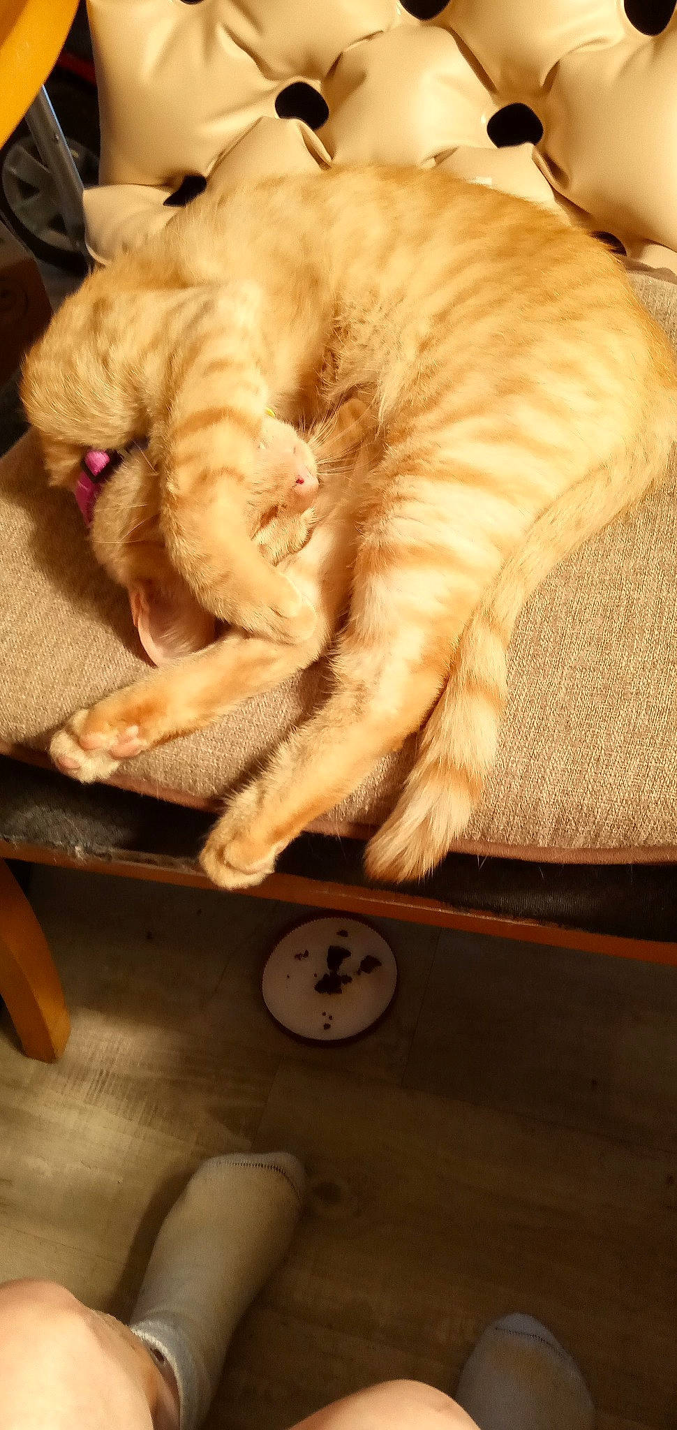 Dwight joined the competition — help win amazing prizes! carnivore, cat, claw, clock, comfort, companion_dog, dog_breed, domestic_short_haired_cat, fawn, felidae, flooring, fur, paw, small_to_medium_sized_cats, snout, sporting_group, tail, textile, whiskers, wood