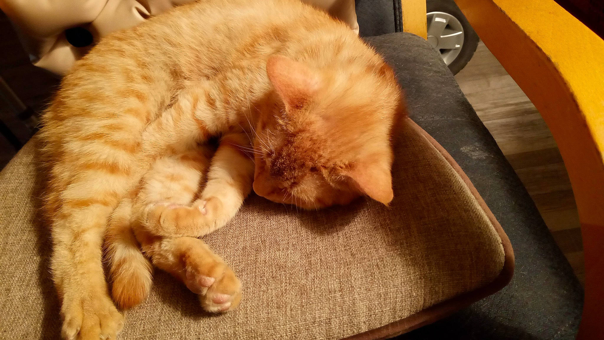 Dwight is registered to the contest to win money with this photo: carnivore, cat, cat_supply, claw, comfort, domestic_short_haired_cat, fawn, felidae, flooring, fur, hardwood, mat, nap, paw, small_to_medium_sized_cats, snout, tail, varnish, whiskers, wood