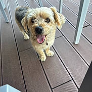 Belo participe au concours pour gagner de l'argent avec cette photo : dog, small_dog, happy, tongue_out, fur, pet, outdoor, wooden_deck, flooring, chair_legs, animal, canine, looking_up, friendly, cute, domestic_animal, paw, standing, smiling, companion