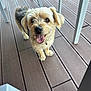 dog, small_dog, happy, tongue_out, fur, pet, outdoor, wooden_deck, flooring, chair_legs, animal, canine, looking_up, friendly, cute, domestic_animal, paw, standing, smiling, companion
