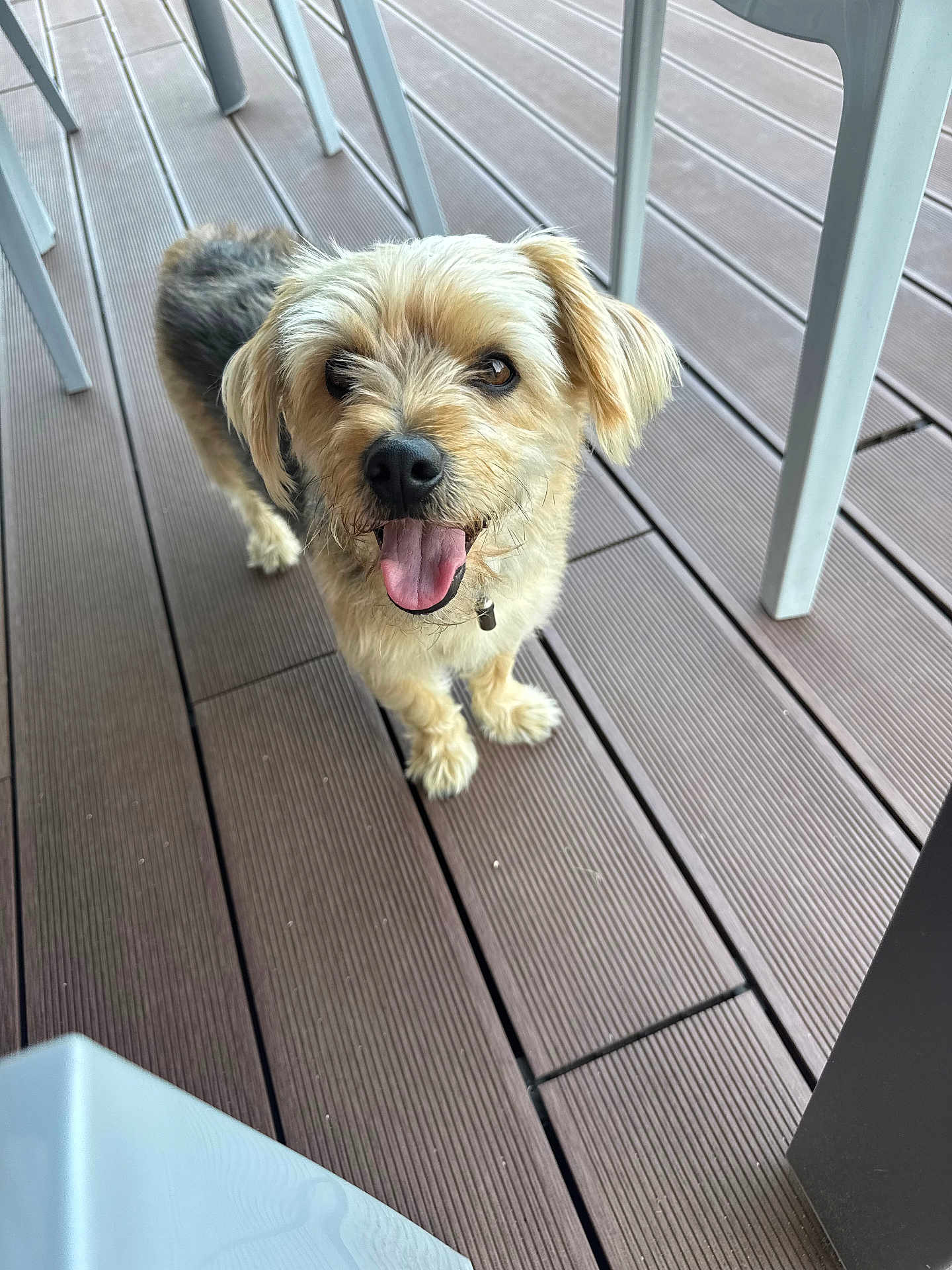 Belo participe au concours pour gagner de l'argent avec cette photo : dog, small_dog, happy, tongue_out, fur, pet, outdoor, wooden_deck, flooring, chair_legs, animal, canine, looking_up, friendly, cute, domestic_animal, paw, standing, smiling, companion