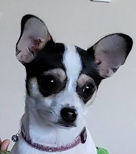 Ricio joined the competition — help win amazing prizes! canidae, carnivore, collar, companion_dog, dog, dog_breed, dog_collar, dog_supply, ear, fashion_accessory, fawn, fur, head, leash, non_sporting_group, snout, sporting_group, toy_dog, whiskers, working_animal