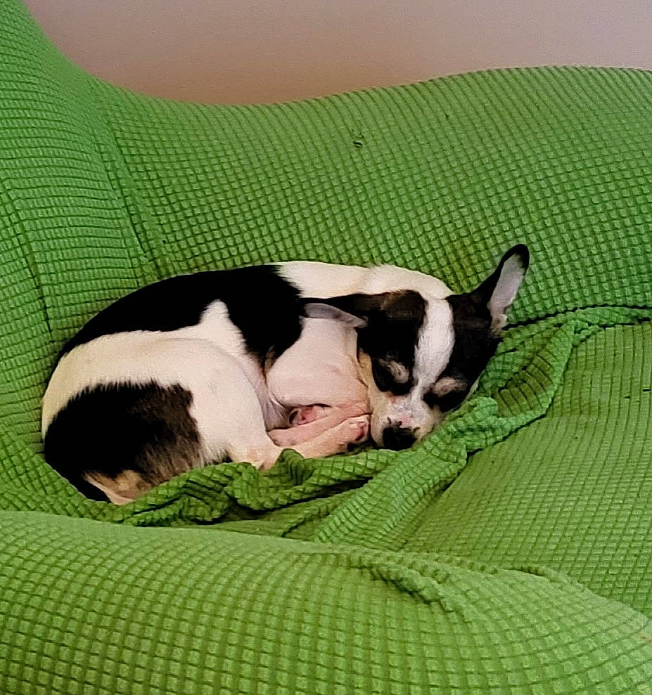 Rocio is registered to the contest to win money with this photo: boston_terrier, canidae, carnivore, comfort, companion_dog, dog, dog_breed, fawn, grass, linens, nap, non_sporting_group, paw, puppy, snout, sporting_group, tail, terrestrial_animal, whiskers, working_animal