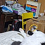 Soot is registered to the contest to win money with this photo: bed, black_and_white, cardboard_box, cat, chair, clutter, cozy, decor, domestic_cat, fabric, furniture, household, indoor, lamp, paw, resting, room, shelf, sleeping, tail