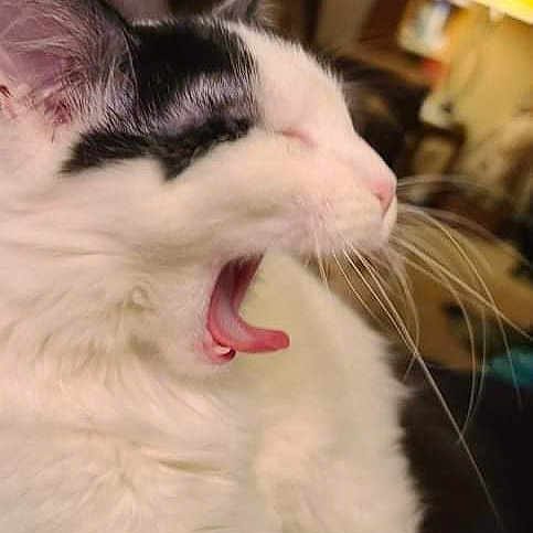 Soot