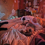 Soot is registered to the contest to win money with this photo: bed, black_cat, blanket, cat, cozy, domestic, drawer, fabric, feline, furniture, household, indoor, lamp, orange_cat, pet, relaxing, resting, room, sleeping, tabby_cat