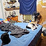 cat, bed, blanket, blue_sheet, wooden_floor, fan, window, shelf, stuffed_animal, lamp, clutter, room, furniture, indoor, relaxed, pet, orange_cat, black_cat, tabby_cat, white_cat