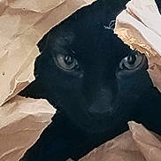 Rocky joined the competition — help win amazing prizes! cat, black_cat, paper, curious, animal, pet, close_up, eyes, face, hiding, crumpled_paper, indoor, feline, whiskers, mystery, soft_light, texture, playful, cute, portrait