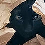 cat, black_cat, paper, curious, animal, pet, close_up, eyes, face, hiding, crumpled_paper, indoor, feline, whiskers, mystery, soft_light, texture, playful, cute, portrait