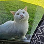 cat, white_cat, animal, pet, window, glass, outdoor, green_grass, curious, looking, fur, whiskers, ears, face, reflection, daylight, nature, close_up, domestic_cat, house