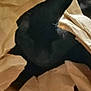 Midnight Joseph Tory is registered to the contest to win money with this photo: black_cat, cat, paper, brown_paper, crumpled_paper, shadow, cozy, blurred, indoor, animal, pet, feline, dark, ears, face, hidden, soft, texture, background, mystery
