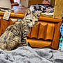Nala Christine Tory is registered to the contest to win money with this photo: animal, blanket, casual, cat, clothing, cozy, curious, domestic, furniture, gray_blanket, helmet, indoor, pet, resting, side_view, soft_texture, striped_fur, tabby_cat, wooden_dresser, young_cat