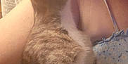 Nala Christine Tory is registered to the contest to win money with this photo: affection, animal, arm, cat, close_up, clothing, couch, cute, domestic, face, glasses, indoor, kitten, love, person, pet, relaxing, skin, snuggle, striped