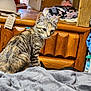 animal, blanket, camo_blanket, cat, cozy, curtain, cute, domestic_animal, feline, fur, indoor, pet, resting, side_view, soft_light, tabby_cat, tiara, tiara_hat, window, wooden_dresser