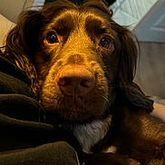 Chip is registered to the contest to win money with this photo: animal, beagle, blanket, canine, clothing, cockerspaniel, couch, dog, furniture, hoodie, hound, knitwear, labradorretriever, pet, pointer, puppy, snout, sweater, sweatshirt, terrier