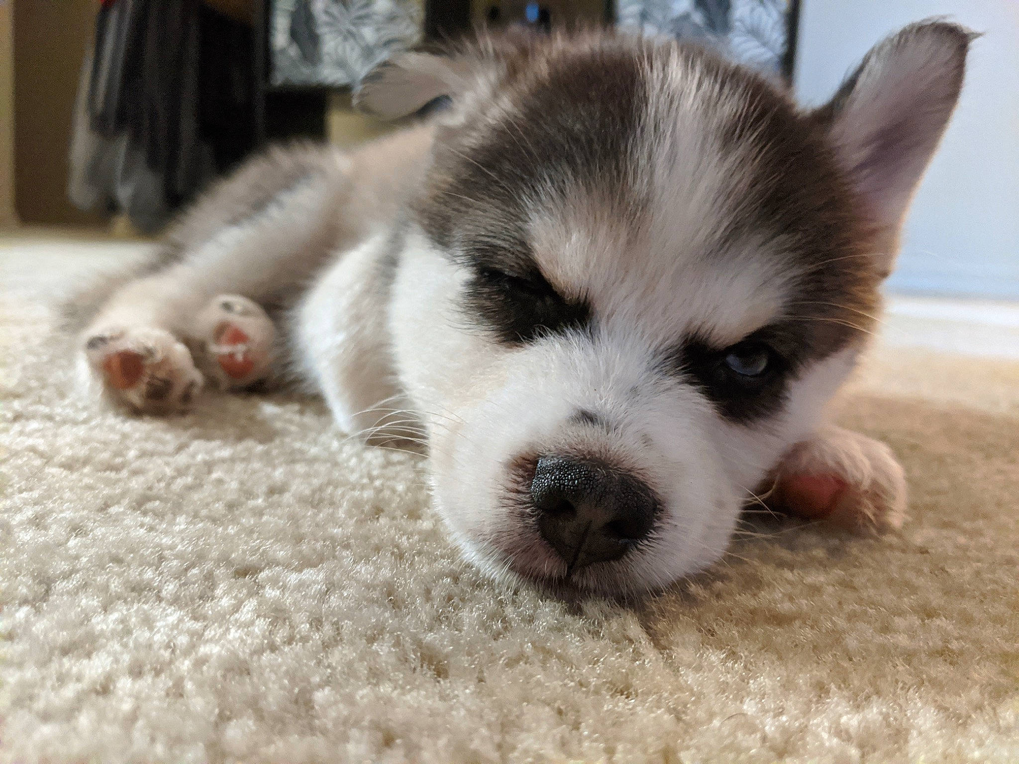 Loki is registered to the contest to win money with this photo: alaskan_klee_kai, alaskan_malamute, canadian_eskimo_dog, canidae, carnivore, dog, dog_breed, eye, mammal, miniature_siberian_husky, nose, puppy, sakhalin_husky, siberian_husky, skin, sled_dog, snout, thai_bangkaew_dog, vertebrate, wolfdog