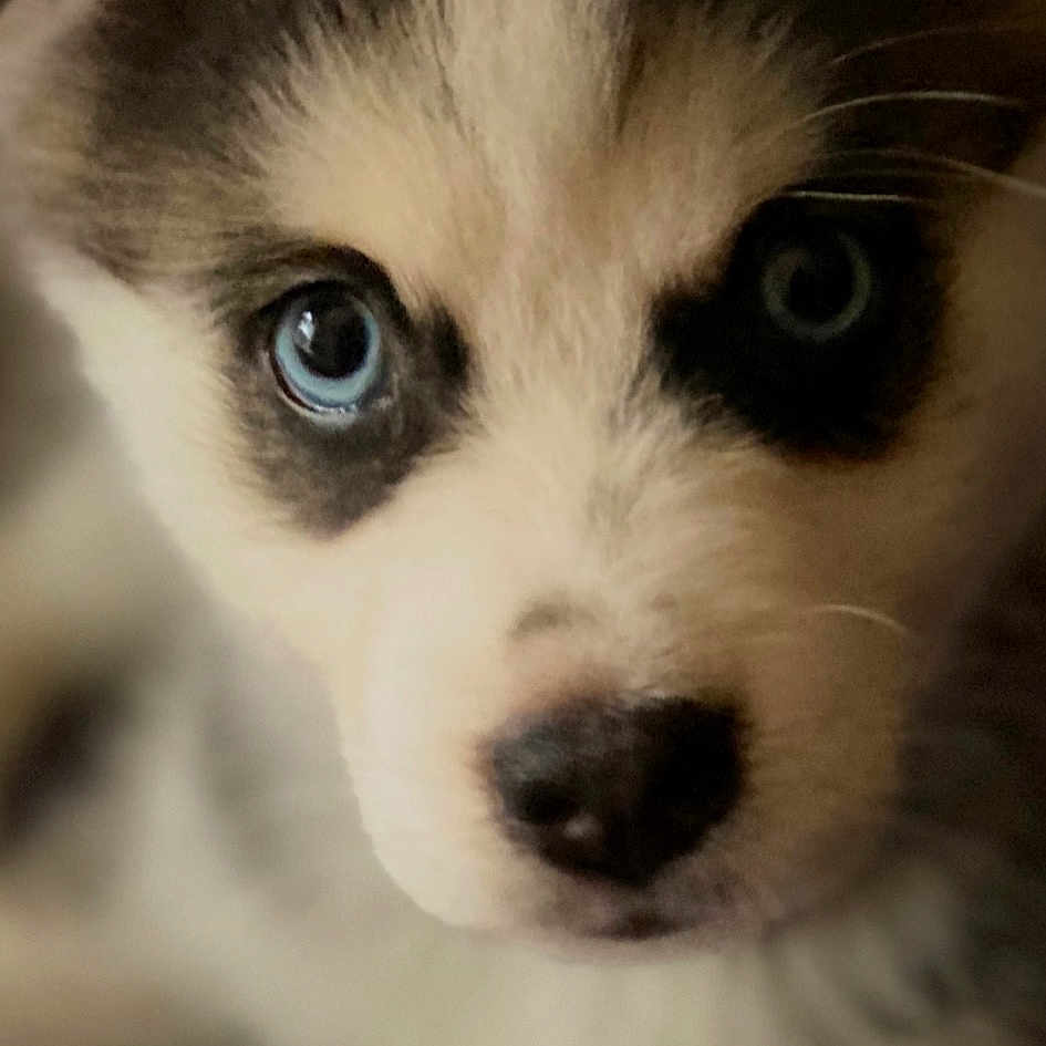 Loki is registered to the contest to win money with this photo: alaskan_malamute, canadian_eskimo_dog, canidae, carnivore, companion_dog, dog, dog_breed, eye, iris, mammal, miniature_siberian_husky, nose, photo_caption, puppy, sakhalin_husky, siberian_husky, sled_dog, snout, whiskers, wolfdog
