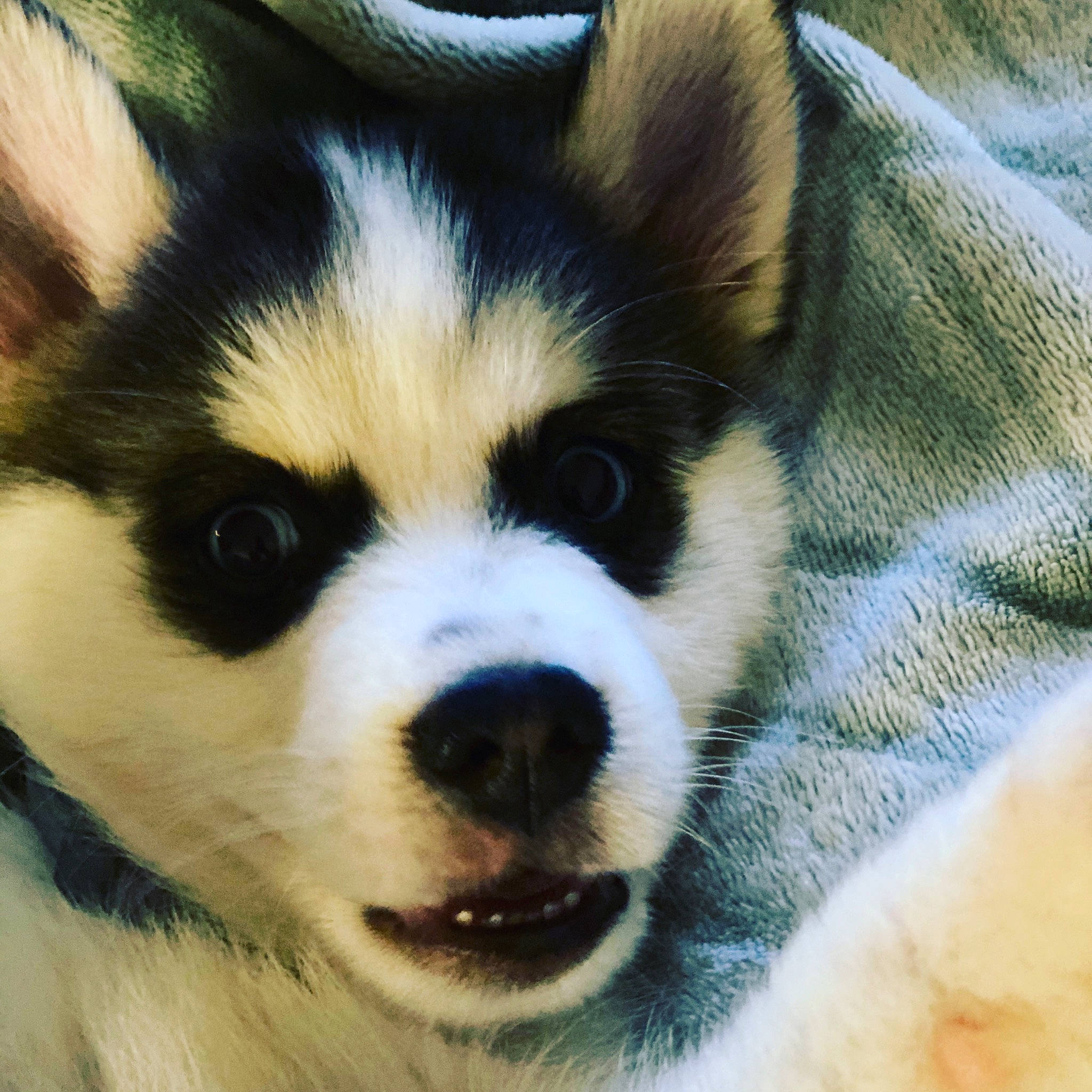 Loki is registered to the contest to win money with this photo: alaskan_klee_kai, alaskan_malamute, canadian_eskimo_dog, canidae, carnivore, close_up, dog, dog_breed, eye, greenland_dog, head, iris, mammal, miniature_siberian_husky, nose, sakhalin_husky, siberian_husky, snout, vertebrate, whiskers