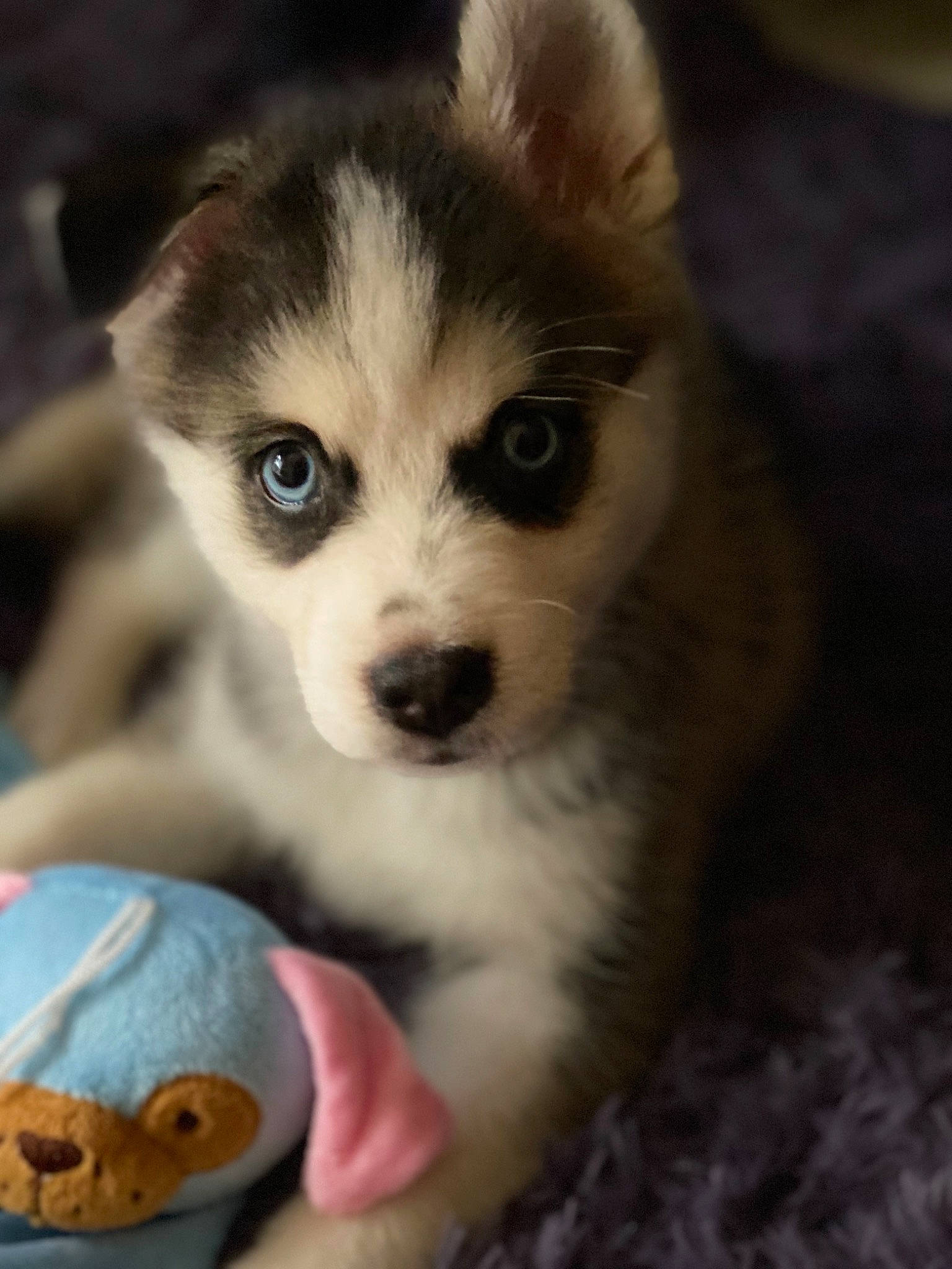 Loki joined the competition — help win amazing prizes! alaskan_klee_kai, alaskan_malamute, canadian_eskimo_dog, canidae, carnivore, dog, dog_breed, eye, mammal, miniature_siberian_husky, nose, puppy, rare_breed_dog, sakhalin_husky, siberian_husky, sled_dog, snout, vertebrate, whiskers, wolfdog