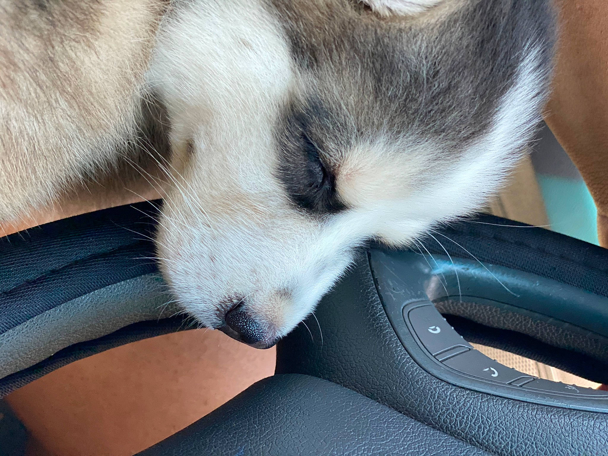 Loki is registered to the contest to win money with this photo: canidae, carnivore, cat, comfort, dog, dog_breed, felidae, fur, mammal, nap, paw, puppy, siberian_husky, small_to_medium_sized_cats, snout, whiskers
