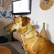 Ruby a rejoint le concours — aidez-le/la à gagner de superbes lots ! animal, architecture, brush, building, canine, computerhardware, device, dog, electronics, furniture, hardware, indoors, interiordesign, livingroom, monitor, pet, room, screen, tool, tv
