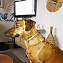 animal, architecture, brush, building, canine, computerhardware, device, dog, electronics, furniture, hardware, indoors, interiordesign, livingroom, monitor, pet, room, screen, tool, tv