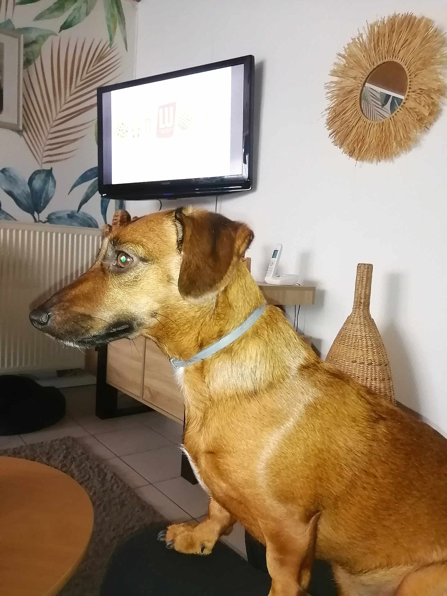 Ruby a rejoint le concours — aidez-le/la à gagner de superbes lots ! animal, architecture, brush, building, canine, computerhardware, device, dog, electronics, furniture, hardware, indoors, interiordesign, livingroom, monitor, pet, room, screen, tool, tv