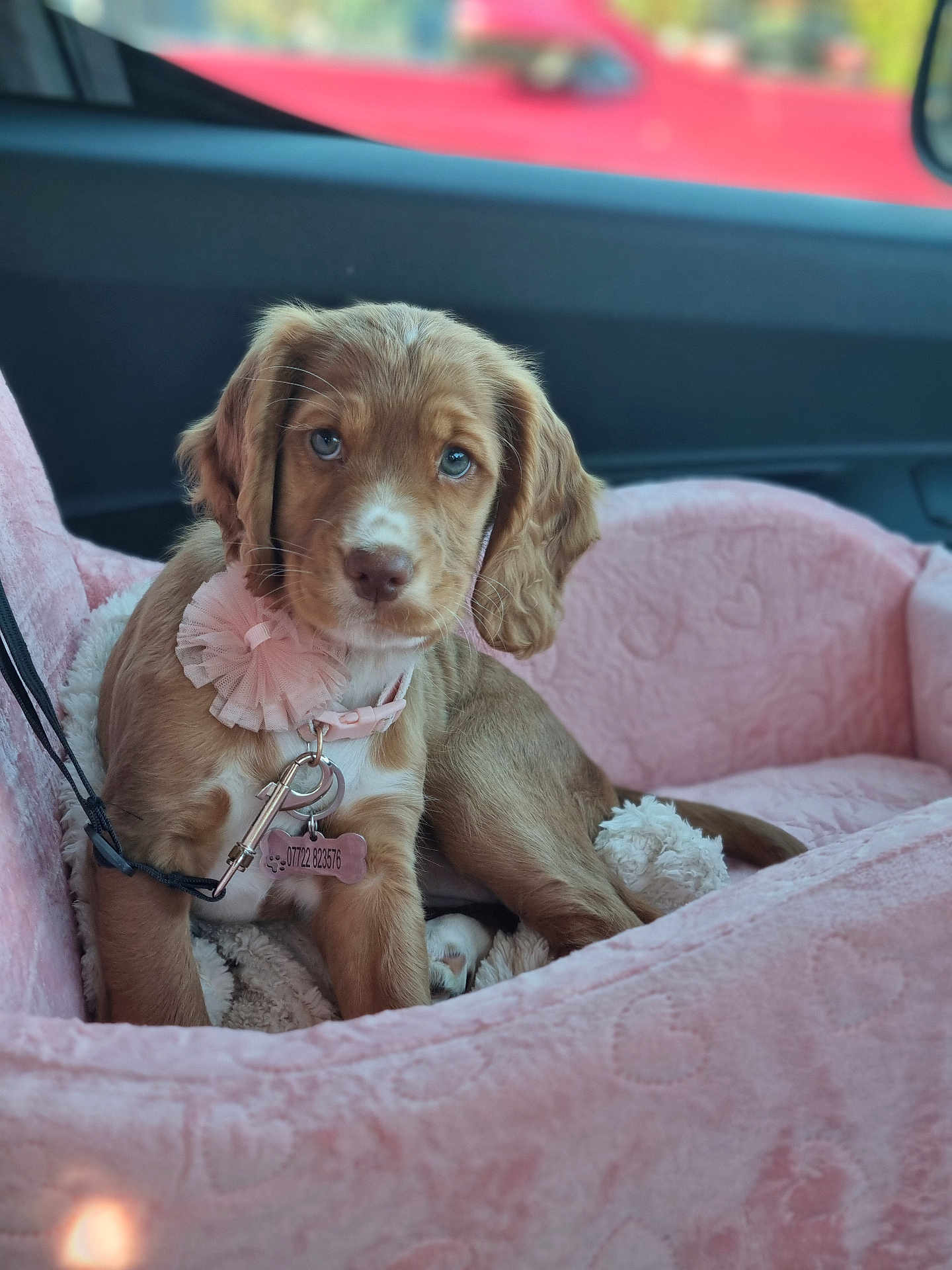 Amber joined the competition — help win amazing prizes! puppy, dog, pet, car_interior, pink, plush, collar, tag, cute, young, animal, seat, leash, comfort, indoor, fur, ears, blue_eyes, resting, adorable