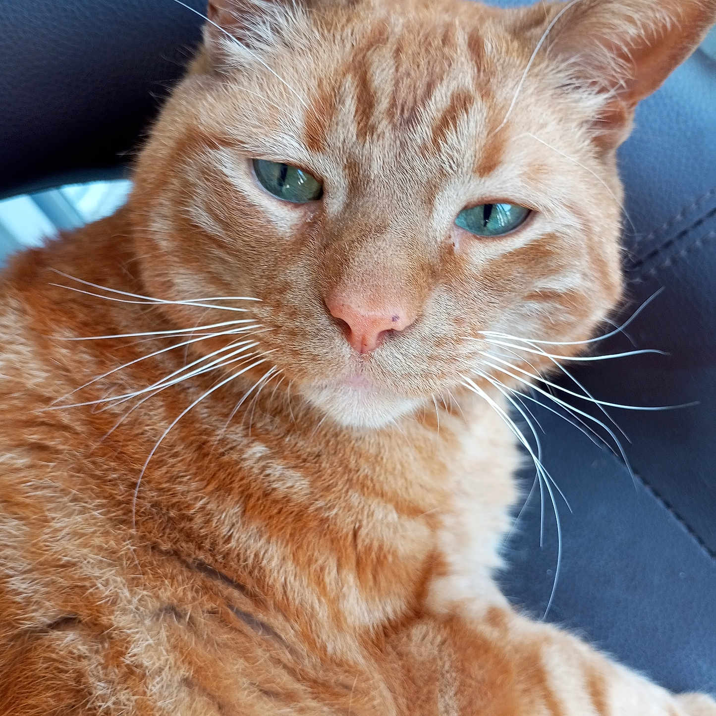 Mickey a rejoint le concours — aidez-le/la à gagner de superbes lots ! animal, calm, cat, chair, close_up, cute, domestic_cat, feline, fur, green_eyes, indoor, mammal, orange_fur, orange_tabby, pet, portrait, relaxed, seated, whiskers