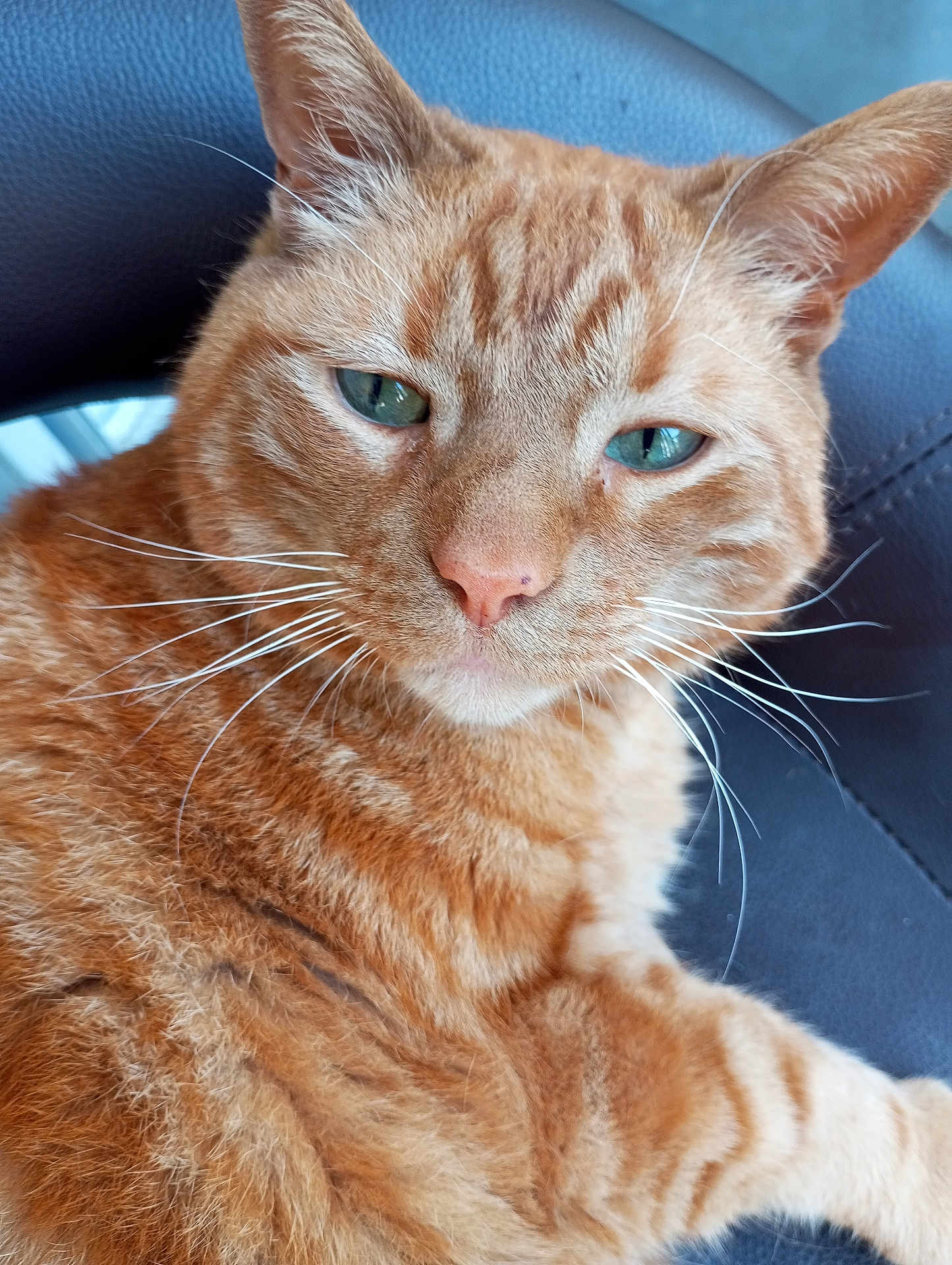 Mickey a rejoint le concours — aidez-le/la à gagner de superbes lots ! cat, orange_tabby, feline, pet, whiskers, green_eyes, close_up, fur, chair, relaxed, indoor, animal, portrait, cute, domestic_cat, mammal, orange_fur, seated, calm