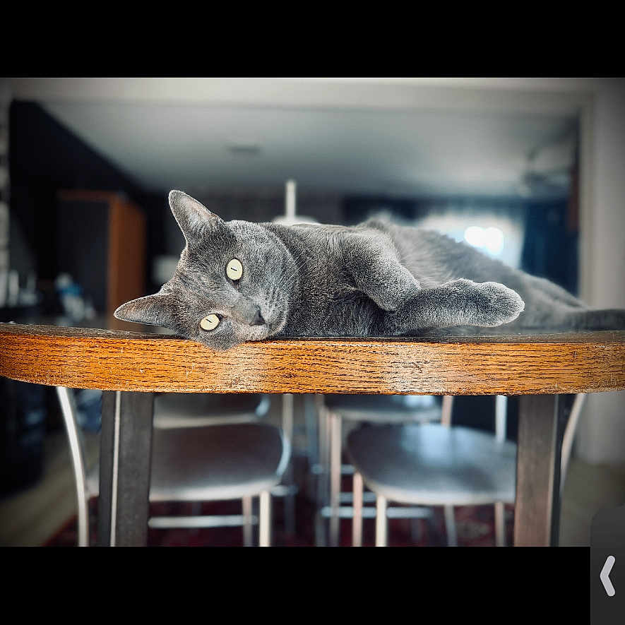 Sonic Humbert participe au concours pour gagner de l'argent avec cette photo : abyssinian, animal, architecture, blackcat, building, cat, diningroom, diningtable, furniture, hardwood, indoors, interiordesign, kitten, manx, pet, plywood, room, shelf, table, wood