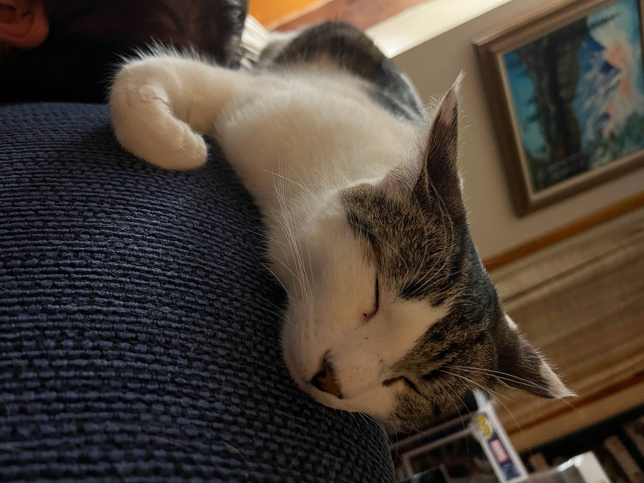 Max joined the competition — help win amazing prizes! carnivore, cat, comfort, domestic_short_haired_cat, felidae, fur, grey, nap, paw, picture_frame, sleep, small_to_medium_sized_cats, snout, tail, whiskers, wood