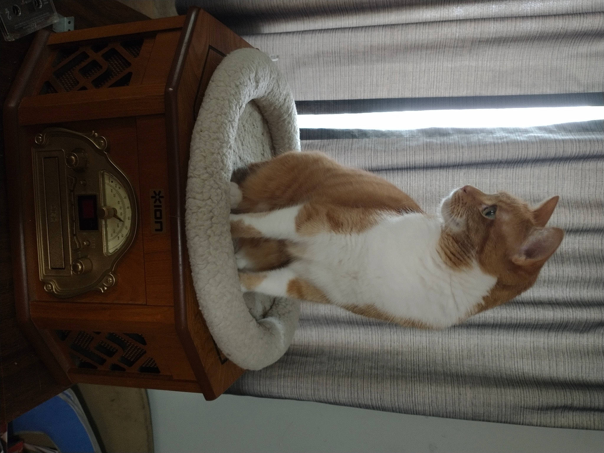 Azrael joined the competition — help win amazing prizes! box, carnivore, cat, cat_supply, comfort, domestic_short_haired_cat, fawn, felidae, fur, hardwood, home_appliance, machine, paw, pet_supply, room, small_to_medium_sized_cats, tail, whiskers, window, wood