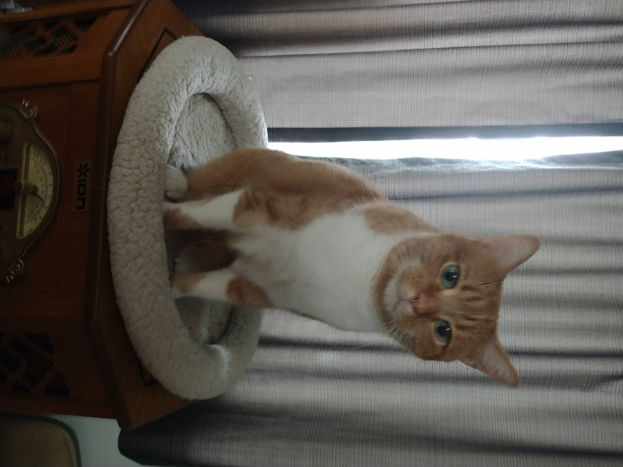 Azrael is registered to the contest to win money with this photo: box, carnivore, cat, cat_furniture, comfort, domestic_short_haired_cat, fawn, felidae, fur, hardwood, paw, pet_supply, room, small_to_medium_sized_cats, snout, tail, whiskers, window, wood