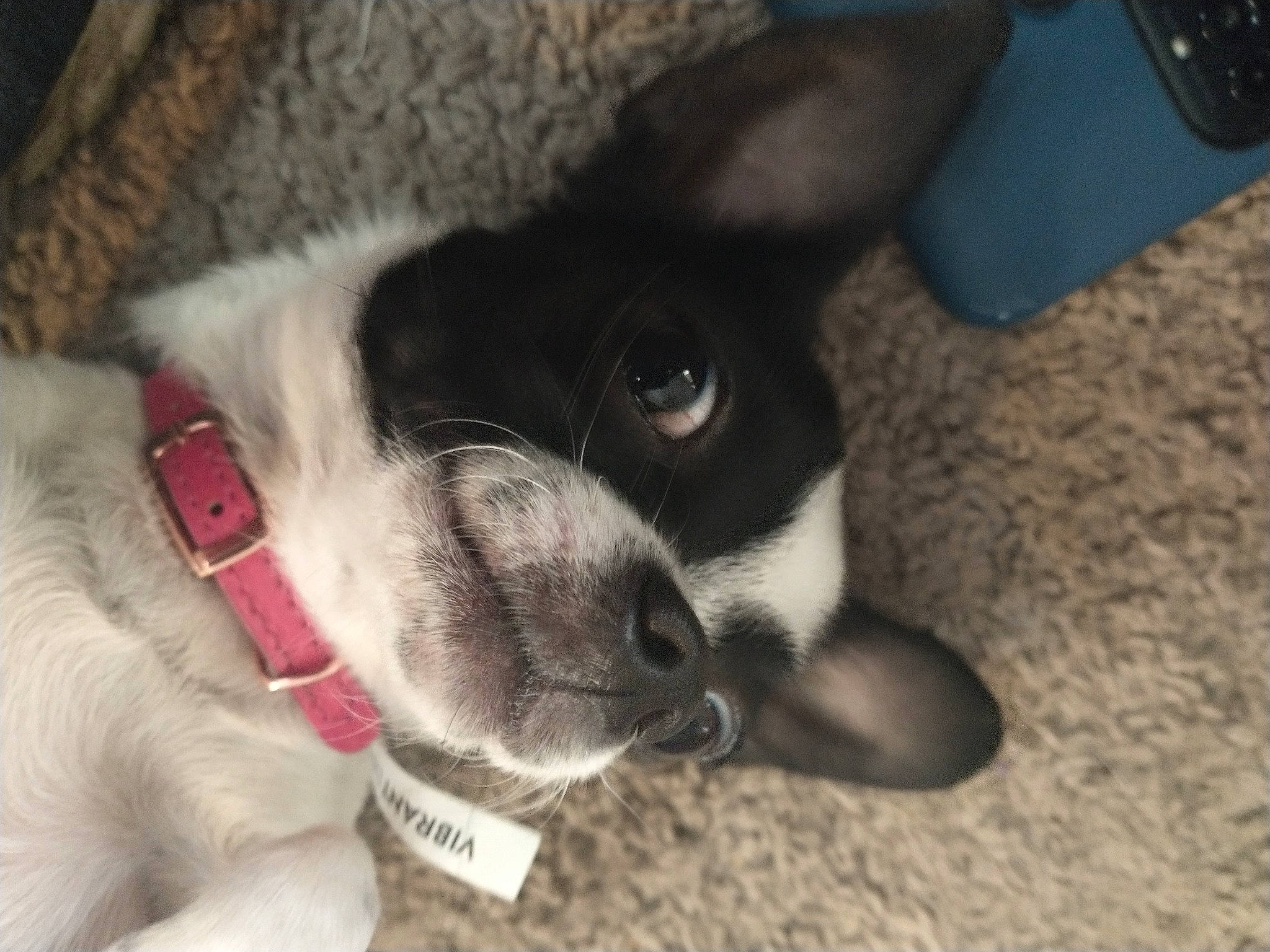 Paisley Ann joined the competition — help win amazing prizes! boston_terrier, canidae, carmine, carnivore, collar, companion_dog, dog, dog_breed, dog_collar, ear, fawn, fur, mobile_phone, pet_supply, remote_control, snout, sporting_group, terrestrial_animal, whiskers, working_animal